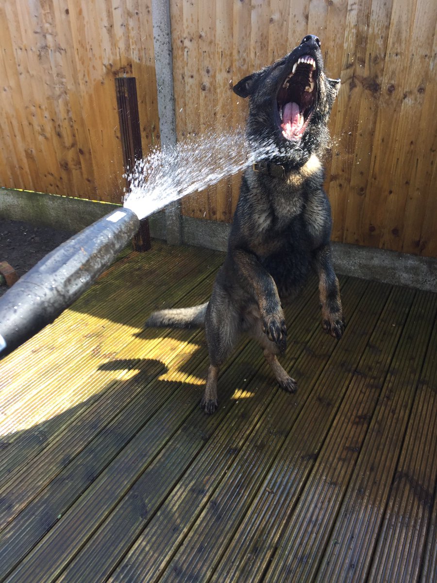 amydeemo's tweet photo. Trying to spring cleaning + discover what colour the decking should be and Duke has other ideas!! #alwaysplaytime #wonkysmile #dogslife https://t.co/dRS95wIf7c