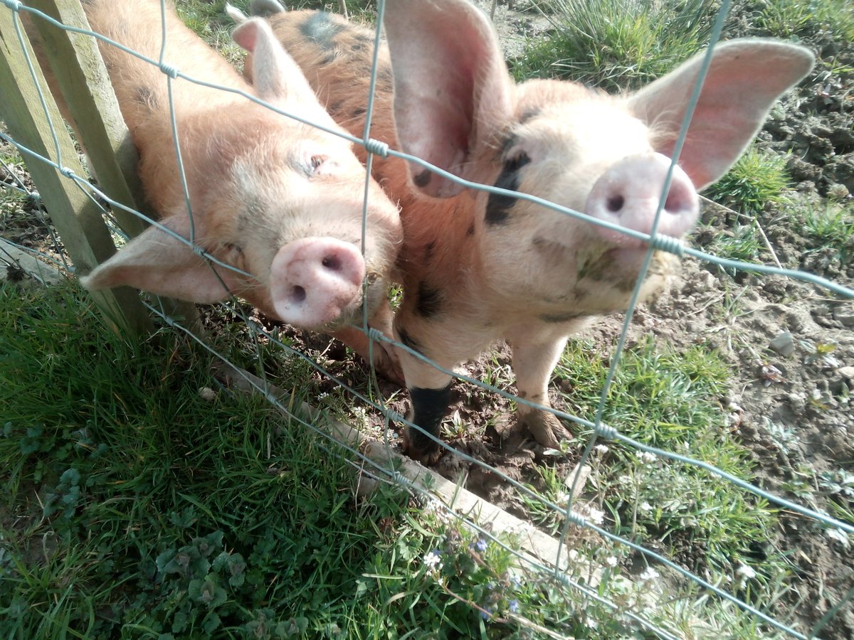 porkbeer's tweet photo. @JonMather72 got the next lot of sausages running about in the garden https://t.co/SRbtSlwAPJ