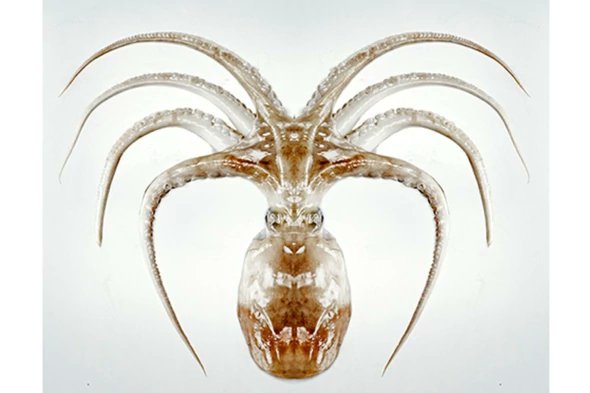 Curiouser and Curiouser--Octopus's Evolution Is Even Stranger Than Thought
scientificamerican.com/article/curiou… ~ #evolution #biodiversity