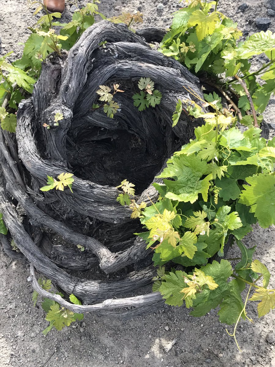 When this little plant produced its first bunch of grapes, Bordeaux was probably still a swamp. #argyrosestate #wspc #wsetdiploma