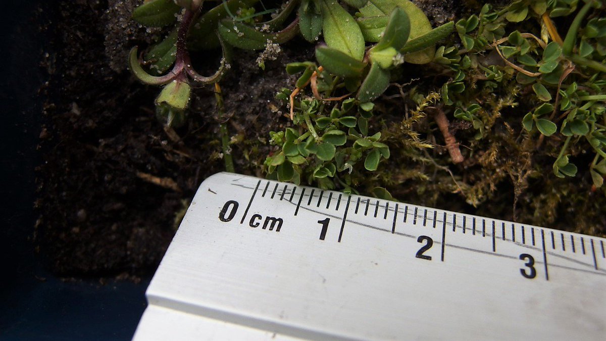 Tja, toch geen vogelpootklaver, maar wel een zeer leuke vondst! Trifolium suffocatum!! 18-03 2017 #Callantsoog <a href="/waarneming/">Waarneming.nl</a> @FLORONNederland