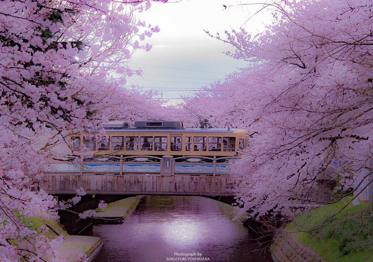 Yoshihara 能登グラファー 桜の名所 富山県の松川べり 松川べり 桜 富山 富山県