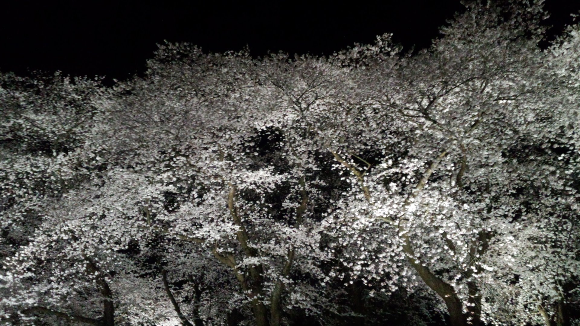 Ryo Ryo0517 14 Twitter