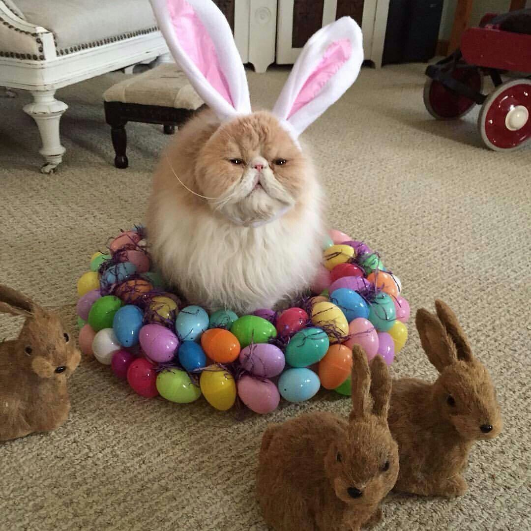 Easter cats, Cute puppies and kittens, Easter pets