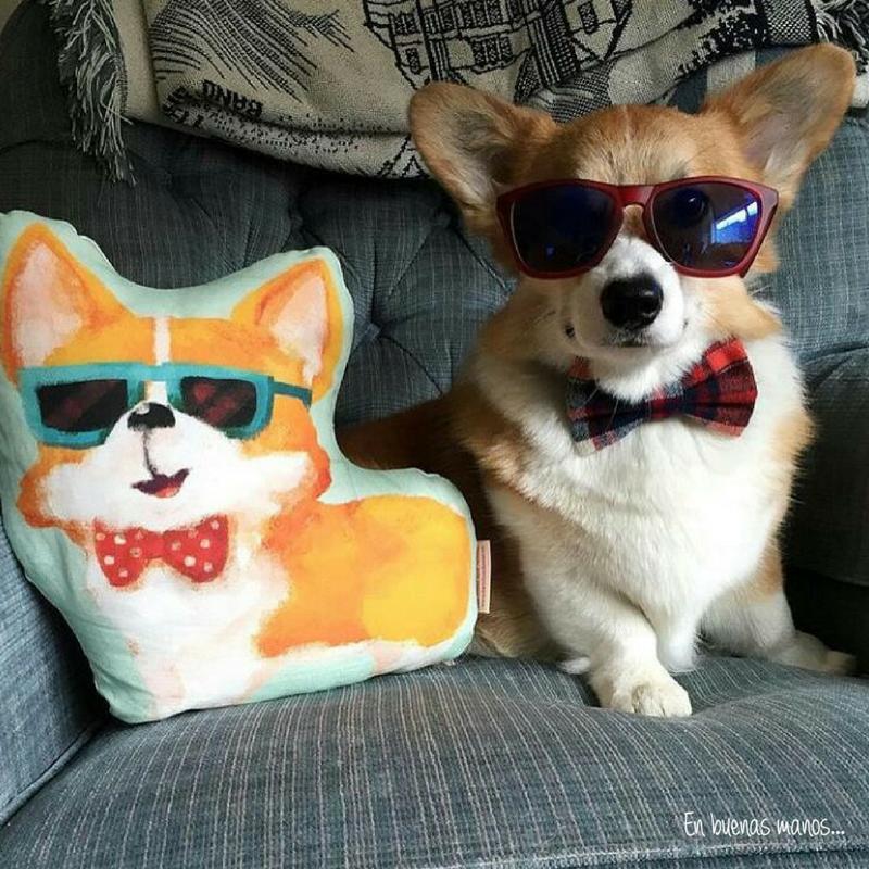 joalcapets's tweet photo. ¡Listos para pasear! :D

#JoalcaPets #Mascotas #Pets #Love https://t.co/rQuWDyoKKB