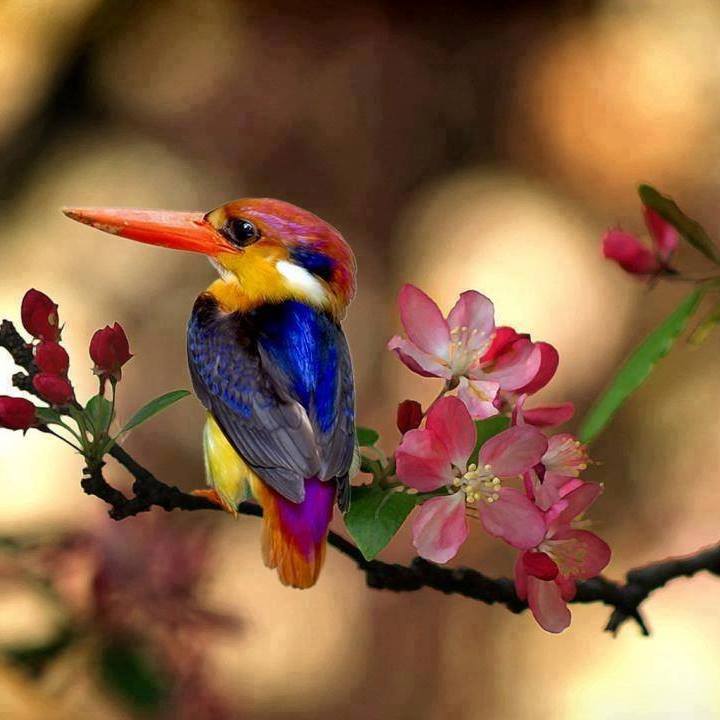 Colors Bird | Photography by ©Athita Jirapa