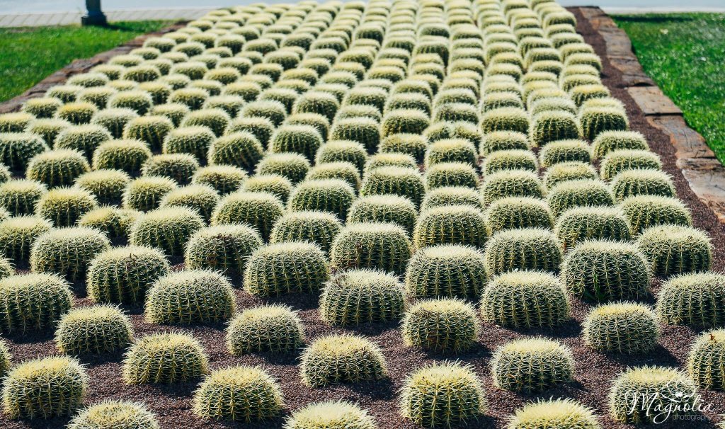Festa di Primavera a Castiglione del Lago in #umbria