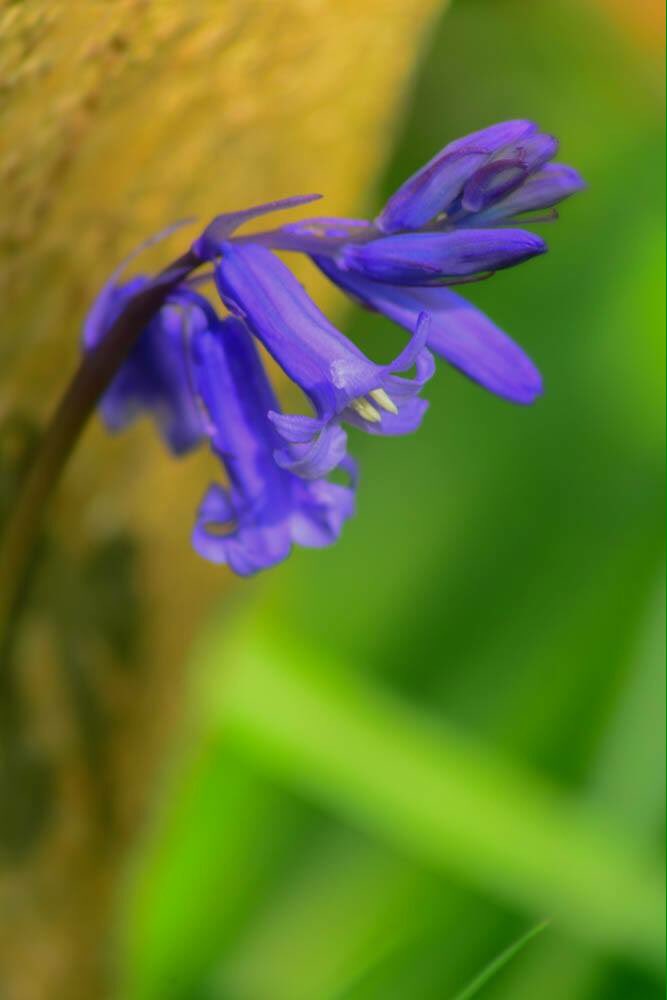 The magical enchantment of an English woodland in spring @SimonParkinITV @WoodlandTrust <a href="/Countryfi/">Countryfi</a> <a href="/HampshireLife/">Hampshire Life</a>