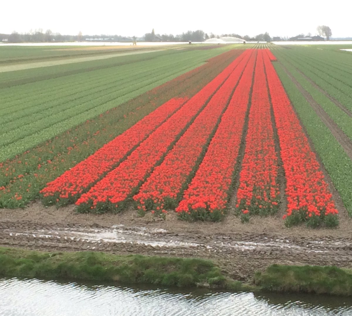 Tulpenliefde Hashtag On Twitter - 