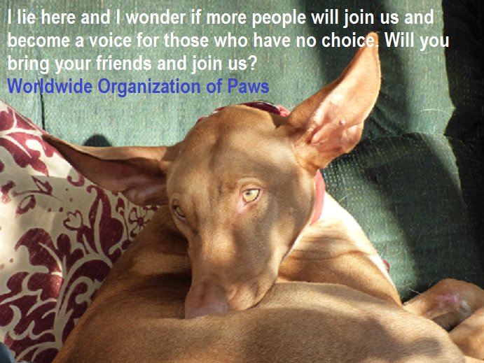 ShaneDog4's tweet photo. MAKE A DIFFERENCE!! BE A VOICE. JOIN US!!
https://t.co/DROmMrxIwe https://t.co/UtN6QzUfPX