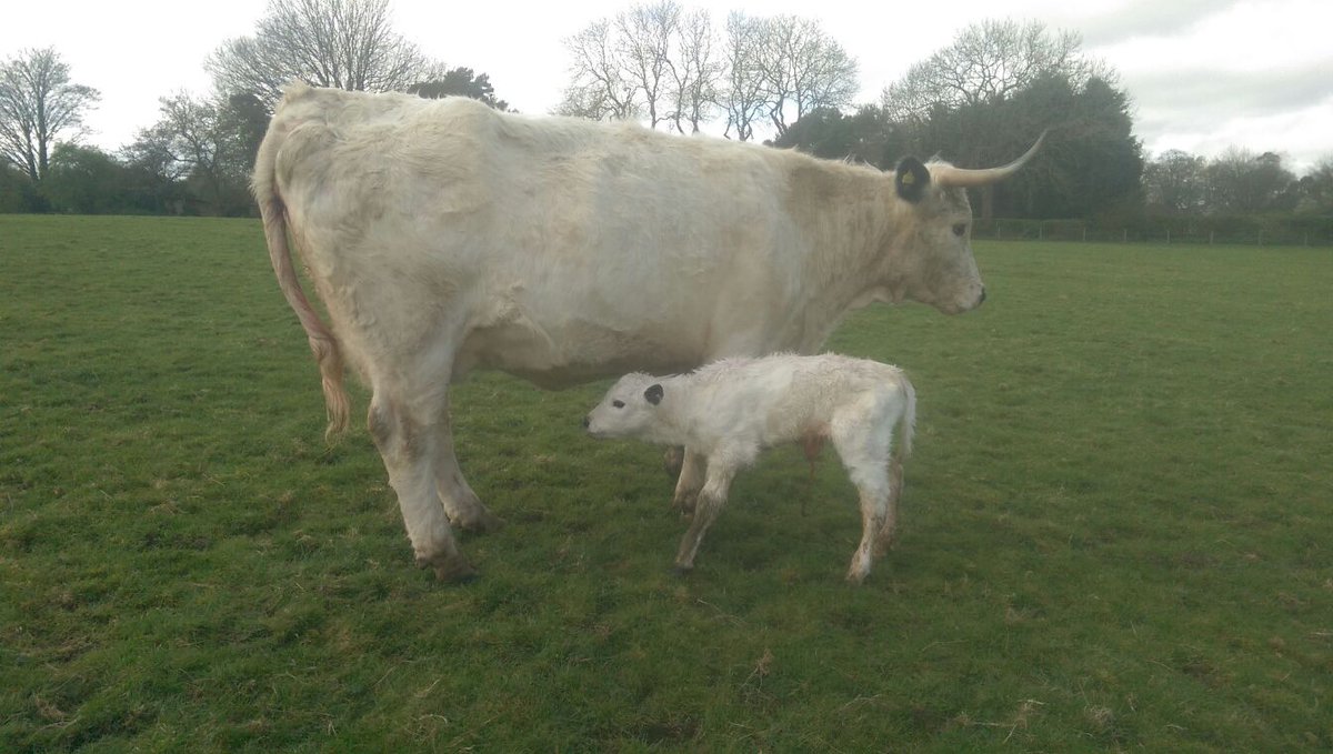 Hoo's Herd tweet media