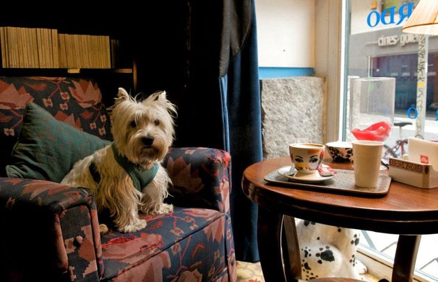 CNTravelerSpain's tweet photo. Un día 100% GUAU por Madrid: diez pistas para disfrutar #Madrid #conperro https://t.co/ztMhUAqCCv https://t.co/MdJNzq93Bd