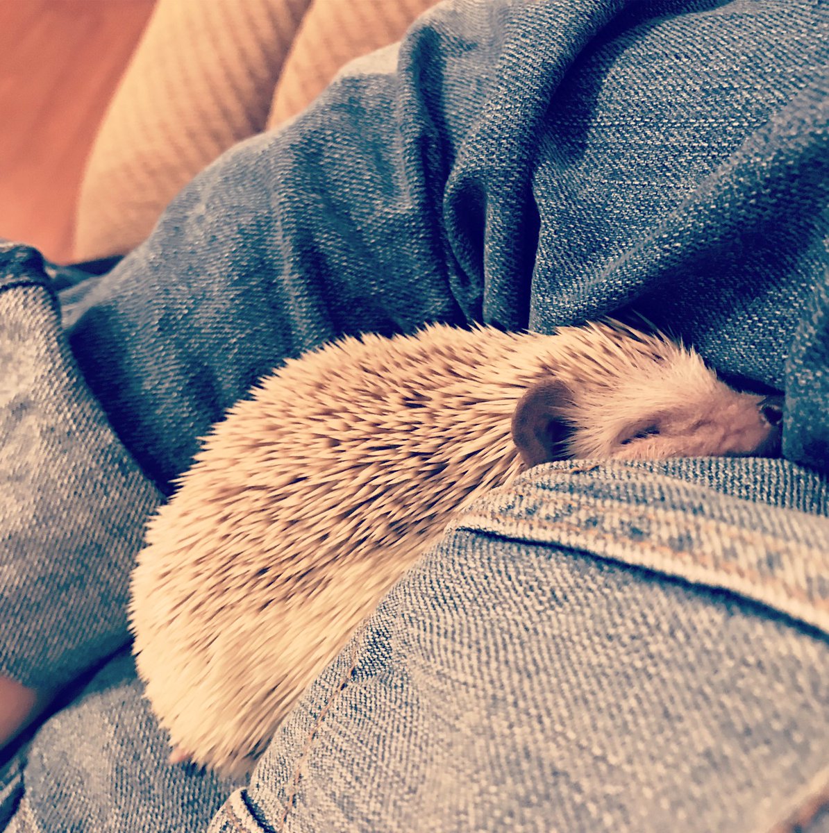 fearless_atlast's tweet image. Hello world this is Pippa/Pips. She likes to love me and I return the favor 10 fold 😍 #hedgiemom