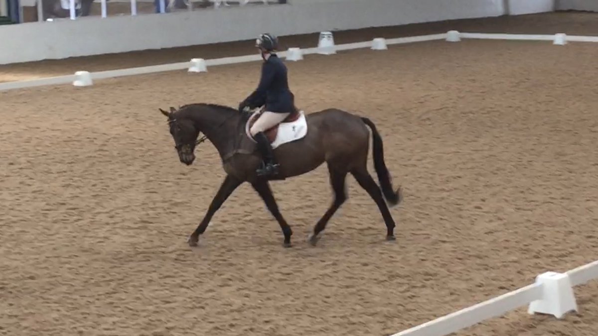VBEquiliser's tweet photo. 3 lovely and exciting horses #luckyme #lookingforwardto2017 https://t.co/tsngg8qG9f