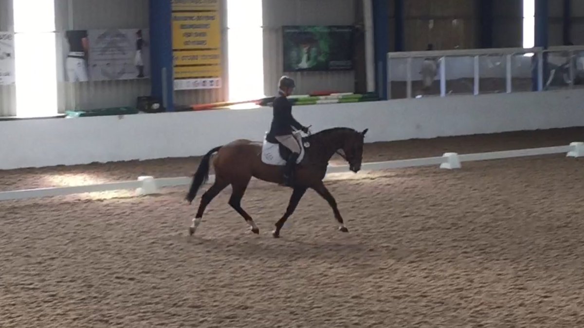 VBEquiliser's tweet photo. 3 lovely and exciting horses #luckyme #lookingforwardto2017 https://t.co/tsngg8qG9f