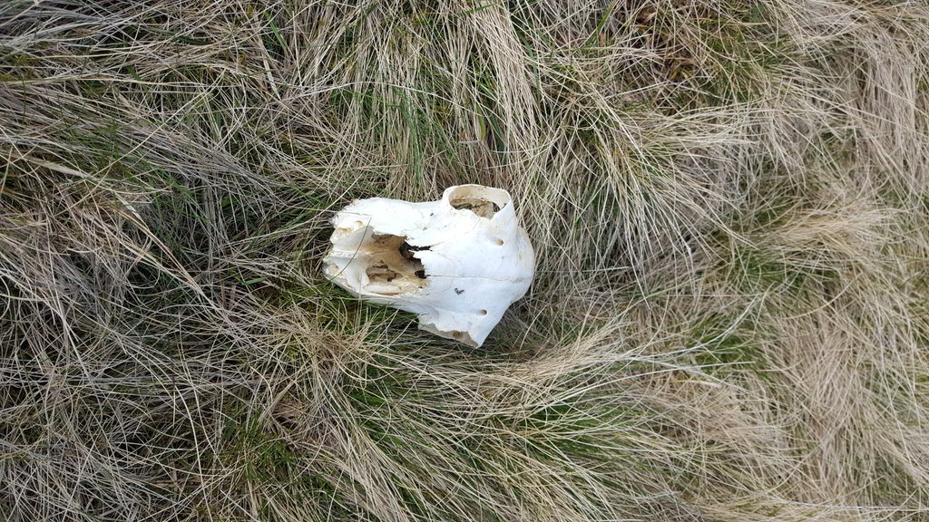 GeomorphicJosh's tweet photo. Ahh, there's that student we lost last year #SkullLife #CU_EES #RIP https://t.co/KS67p3Xi0u