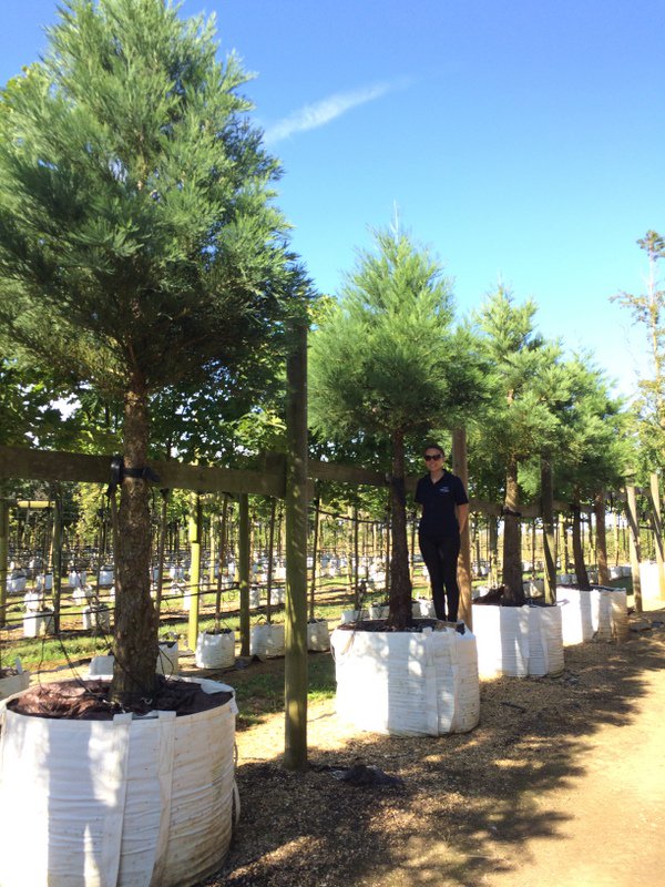 TommyTwilson's tweet photo. We discussed yesterday at #TPBE3 that coniferous trees can remove more air pollution.. Well what do you think to these beasts! https://t.co/UGMQkBEa3m