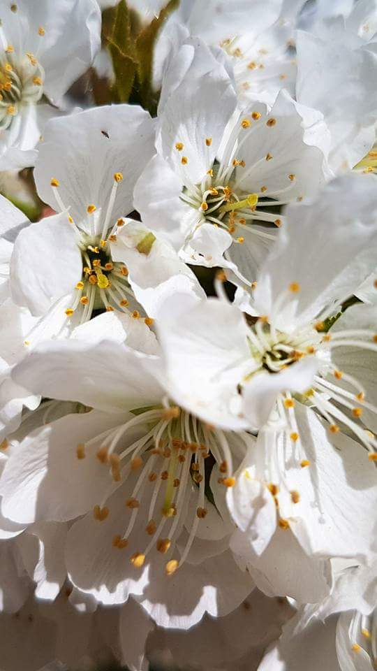 Floración del Cerezo