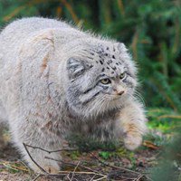 DrRozN_K's tweet photo. Proudly working with PICA, #Pallas' cat International Conservation Alliance @rzss @NordensArk @snowleopards - diverse impactful #ConsCollab https://t.co/57JnoX70b9