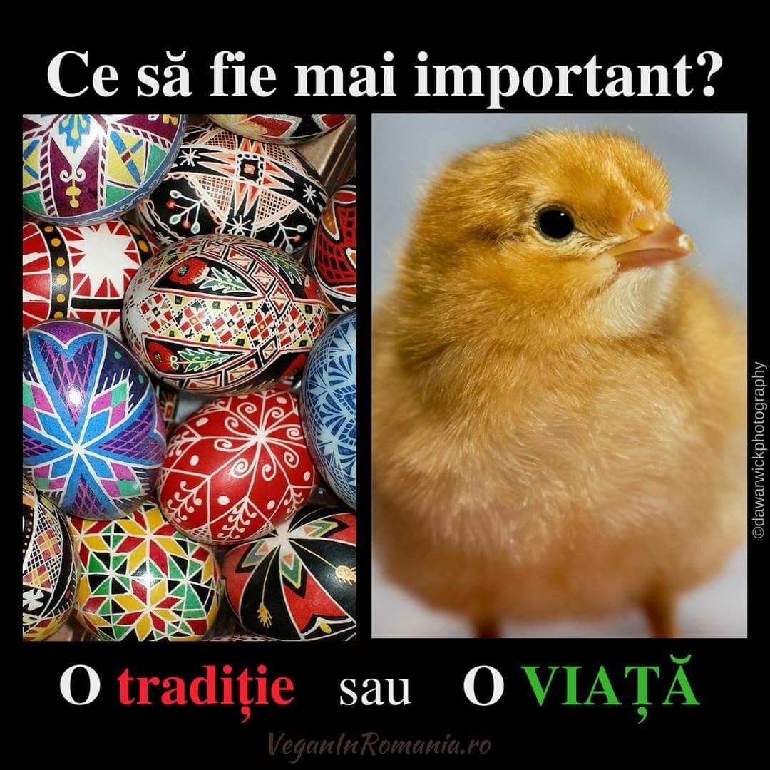 VeganInRomania's tweet photo. Alege #viata! #DevinoVegan #vegan #GoVegan https://t.co/8yW0DC131T