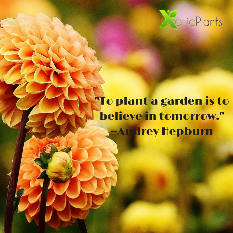 XoticPlants's tweet photo. "To plant a garden is to believe in tomorrow." —Audrey Hepburn #gardening #flowers #plants #quote #inspirationalquote #garden https://t.co/CDOa9sNjiw