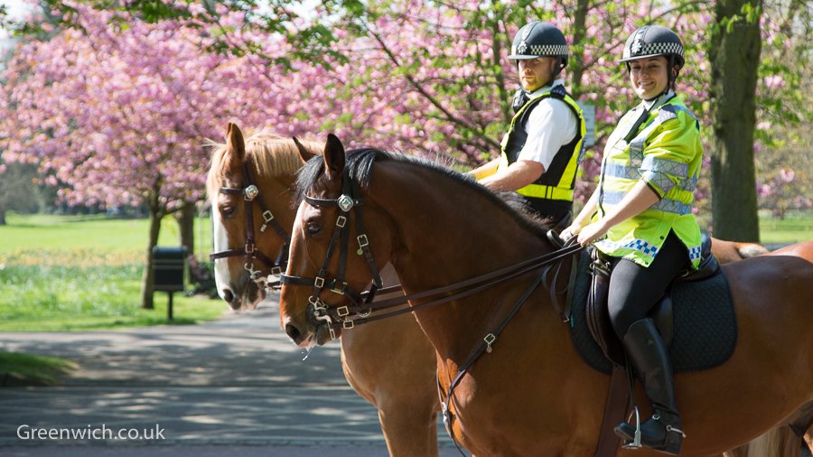 greenwichcouk's tweet photo. Two officers from @MetTaskforce spotted trotting past the lovely blossom in #Greenwich Park today https://t.co/oD5NveA77x