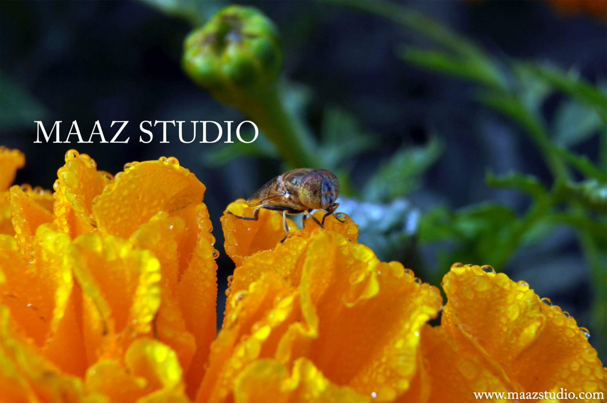 maaz_studio's tweet photo. https://t.co/HYhOM1iW7n
