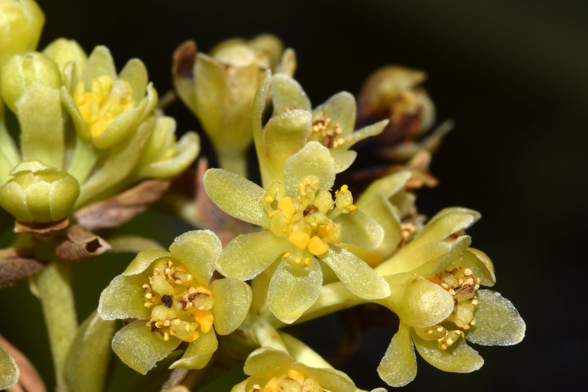 hsauquet_bgsyd's tweet photo. #discoverplants of the day: Umbellularia californica (#Lauraceae), @u_psud campus, Orsay, France #Laurales #Magnoliidae #SpringInOrsay https://t.co/t0MsdcyzjF
