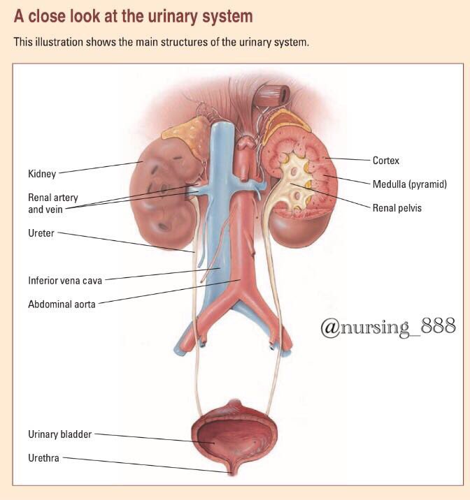 Nursing_888's tweet photo. #Urinary_System #تمريض #nursing_intern ❤️ https://t.co/7X23HhLCEf