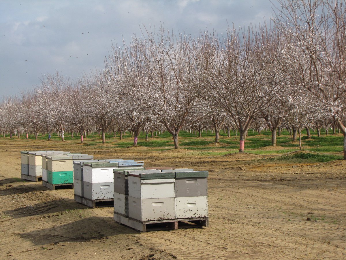 BeeNice2Bees's tweet photo. Almond pollination is here! Beekeepers are at it hard this time of year...See last month's stats at https://t.co/GUiru0Z7If https://t.co/vlvAYh1otw
