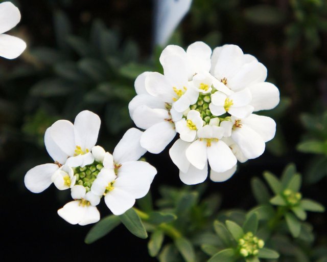 希望の花言葉 イベリス 花言葉は 心をひきつける これは茎や花が太陽の方に向かって曲がる性質があることにちなんで付けられました