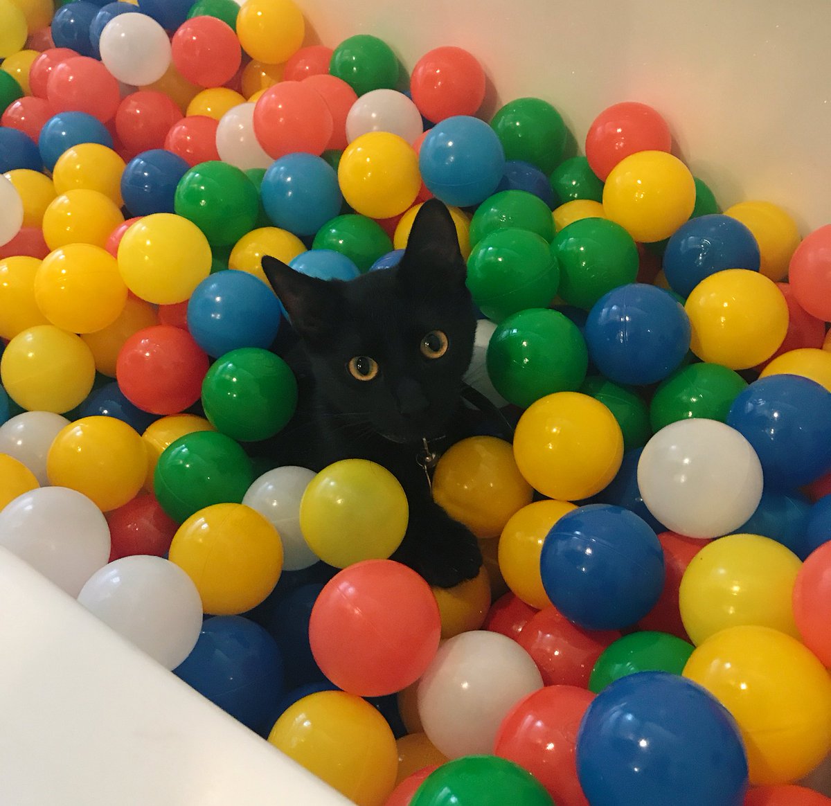 GermanGarmendia's tweet image. 🐱🔴🔵