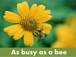 GoSMBees tweet picture