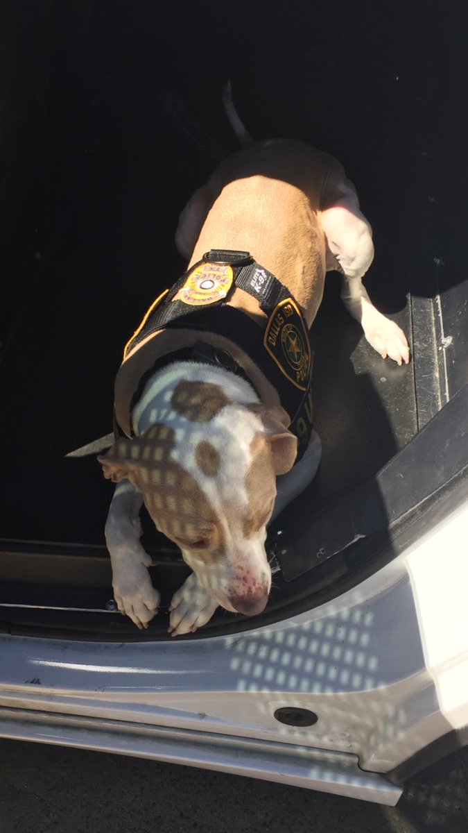 K9 Athena tweet media