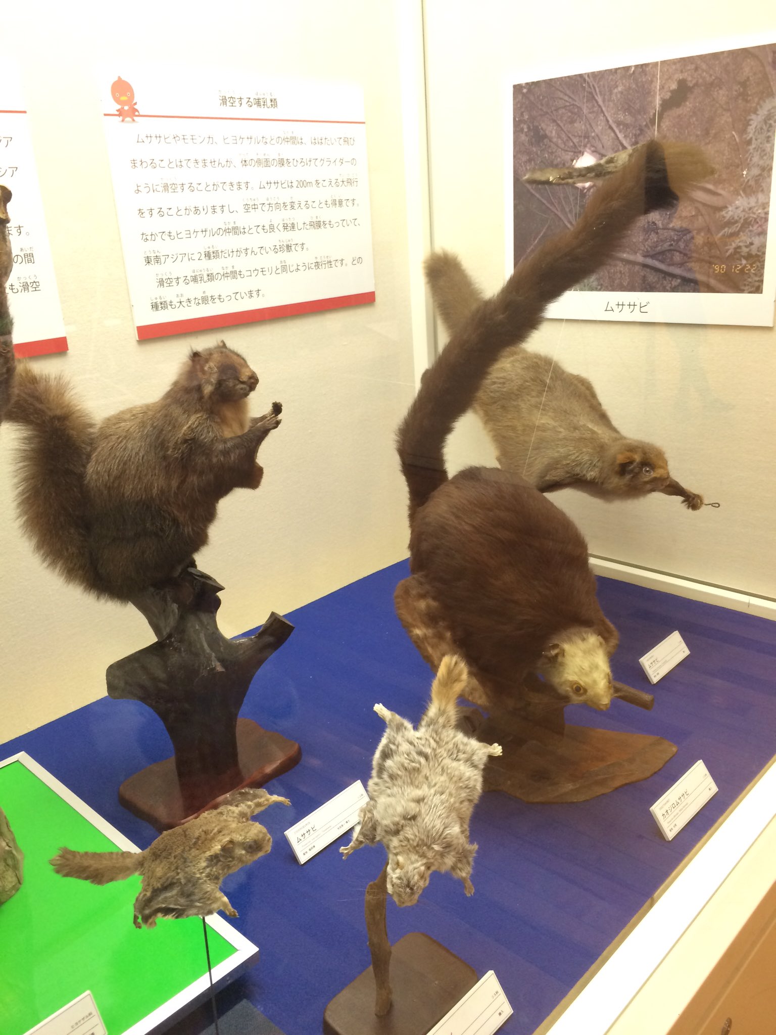 むっちたん No Twitter ここでまた キーウィ ニワトリ ダチョウの竜骨突起を見比べてみましょうなぁ つるつるですなぁ ちなみに 前肢はキーウィよりしっかりしていますぞ 走る時のバランスをとったりする為ですかなぁ アッ 大腿骨とかも見比べて