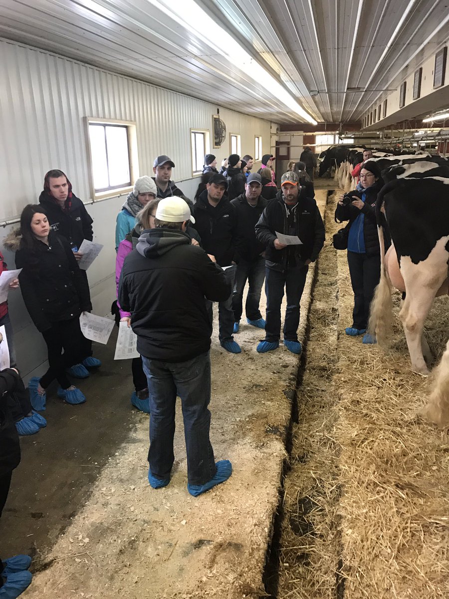 Jeanette_VdL's tweet photo. @HolsteinCanada classification demo at @QualityHolstein // Demonstration sur le classification chez Quality Holstein #ScoreTheHerd https://t.co/gSIDJmsg6L