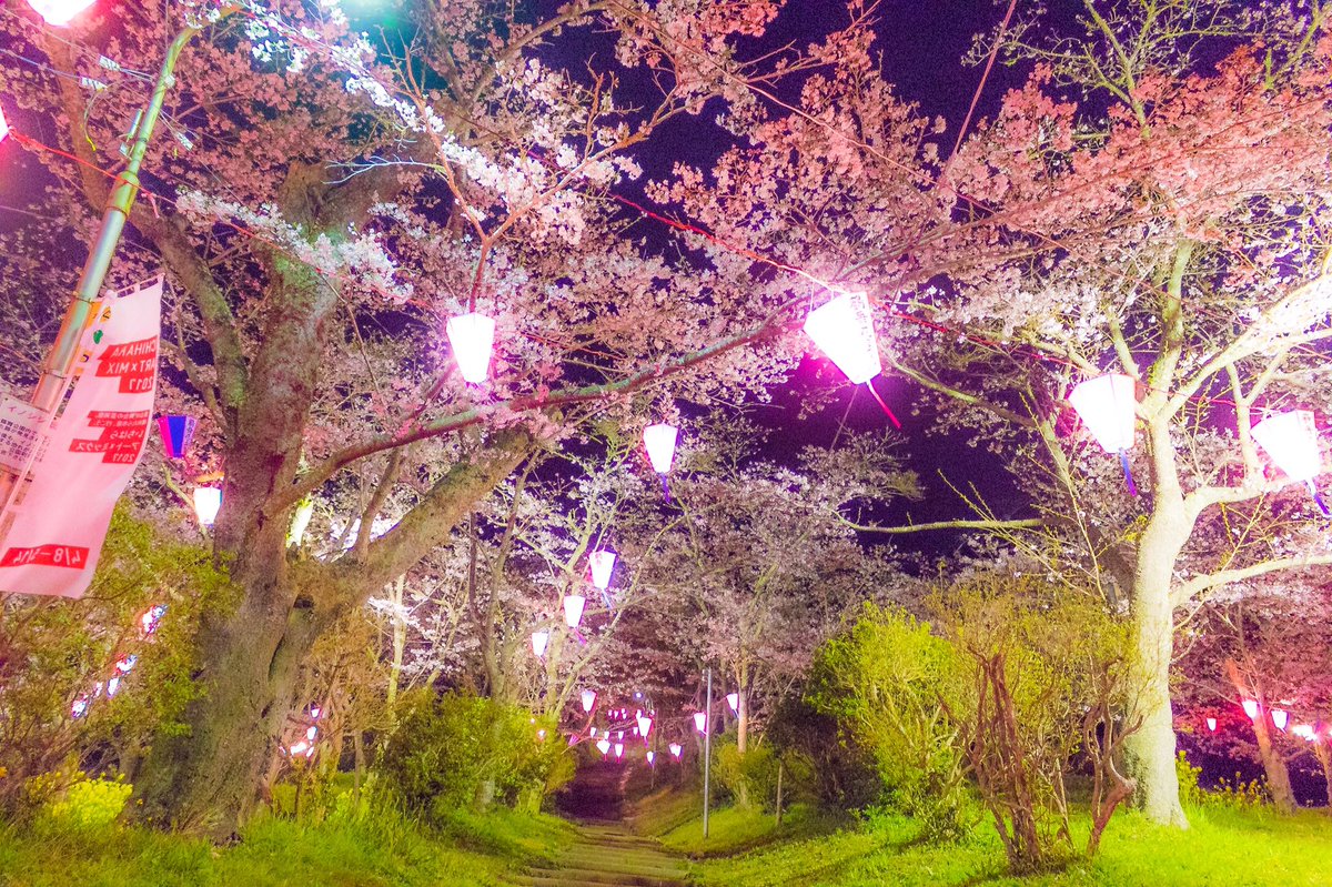 飯塚 健二 Kenji Iizuka Location 鶴舞公園 Japan Chiba 写真撮ってる人と繋がりたい 写真好きな人と繋がりたい ファインダー越しの私の世界 市原市 千葉県 鶴舞公園 サクラ 桜 夜桜 菜の花 花見 Canon Canoneoskissx8i T Co