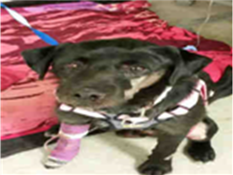 PetfindToronto's tweet photo. #OCONNER #CURITY Pls RT2unite #FOUND #DOG-4/5 #Toronto Animal Services A770131 #EAST 416-338-7539 Black #LabradorRetriever mix M/7Yr https://t.co/Bs4hXjg5ay