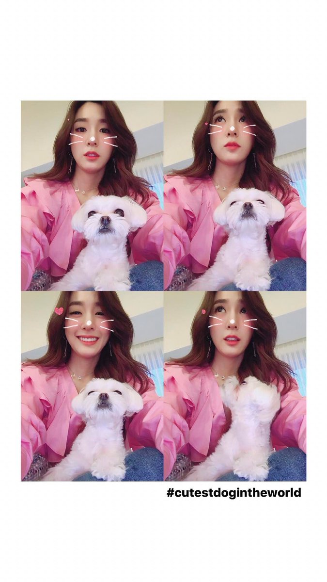 miyoungstagram's tweet photo. [INSTAGRAM STORY] xolovestephi: #cutestdogintheworld https://t.co/FQFbEFP620 https://t.co/jTZeROJ4XY