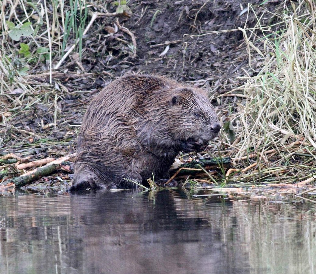 ThomasvanderEs's tweet photo. Een mooie bever ontmoeting had ik deze winter in de #Biesbosch Ik deel hem want het is #beverdag #deeljebeverbeeld https://t.co/YQEndLaHn8