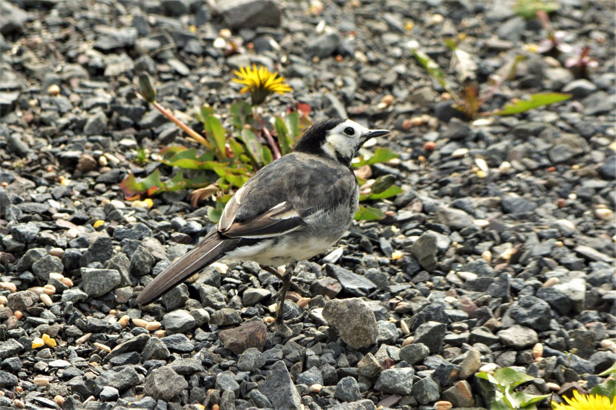 AntrimLens's tweet image. A very much overlooked wee cracker .@Naturefocus @gearoidomuill @squinteratn @RSPBNI @BirdWatchIE @Irishwildlife @UlsterWildlife @_BTO