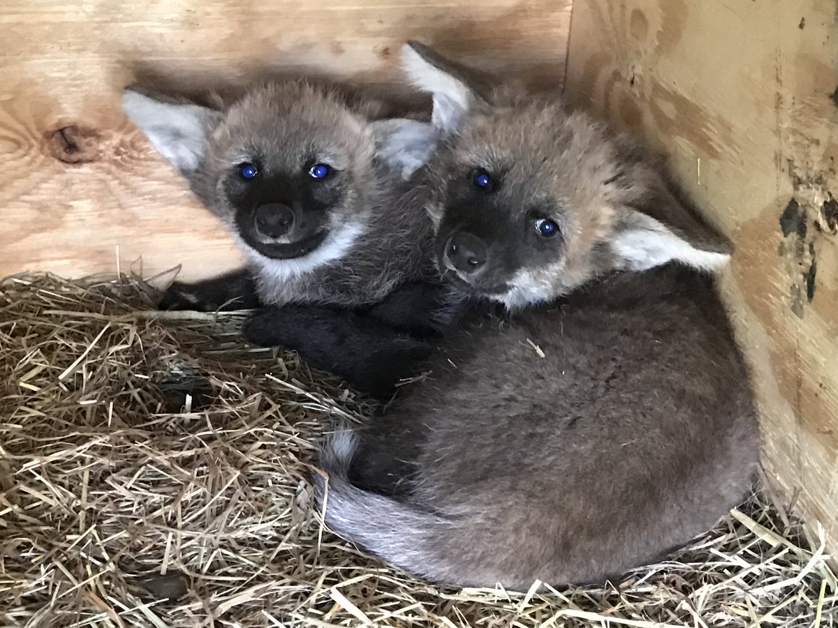 LouisvilleZoo's tweet photo. Friday cuteness brought to you by our 2 new maned wolf pups. Catch a glimpse of mom toting them around in her mouth or following behind. https://t.co/lh2T03WTog