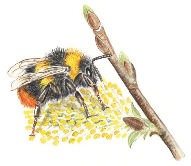 Find out how to identify spring #bees with our handy guide: 

bit.ly/2nAixpy  
📷Felicity Rose Cole