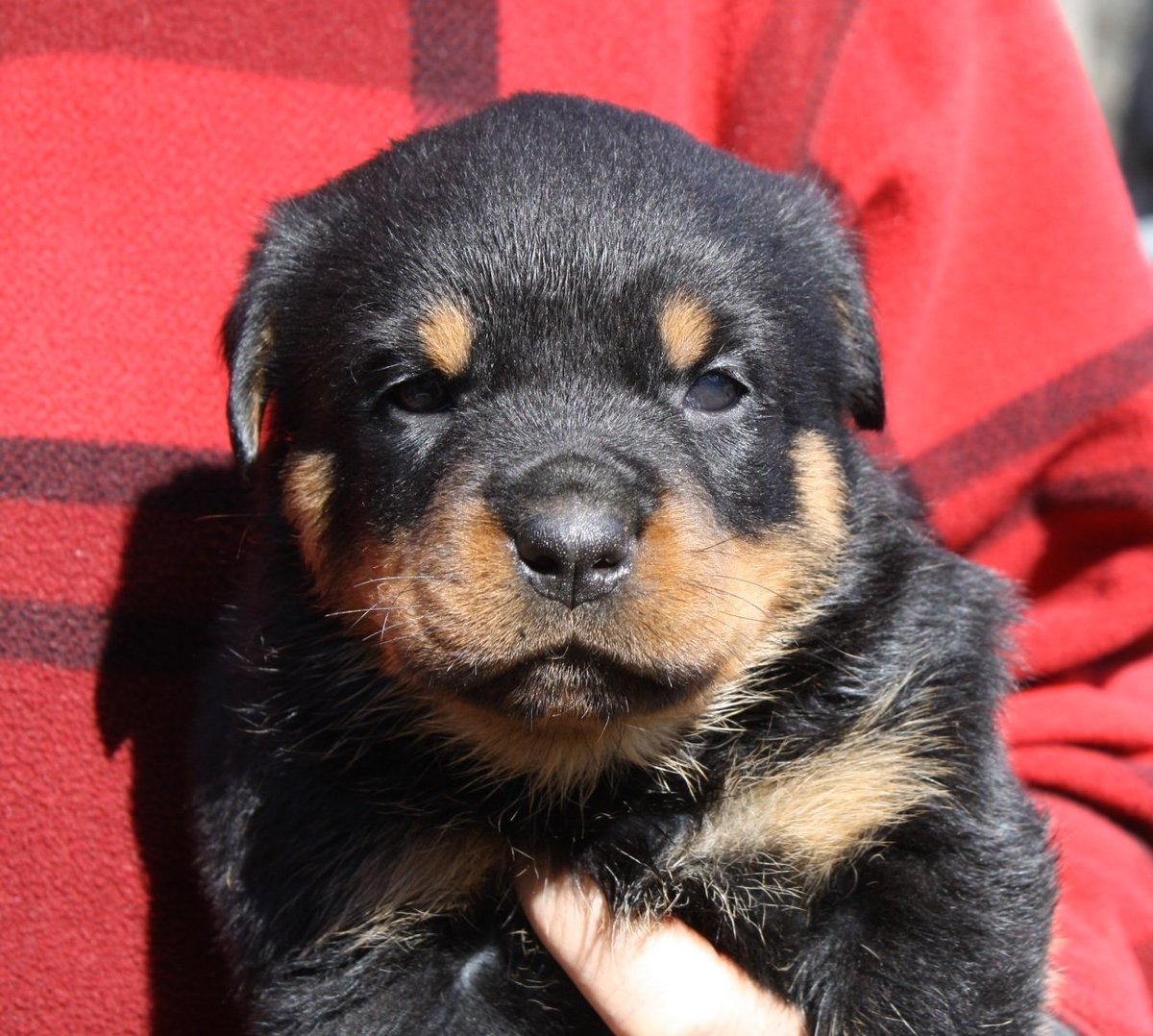 AustinDJordan's tweet photo. How on earth are @RealMcCoyJordan &amp; I suppose to pick which one of these Rottweiler Puppies is going to be @BarkleyJordan17? #TOOcute #puppy https://t.co/mX6PHDQdkX