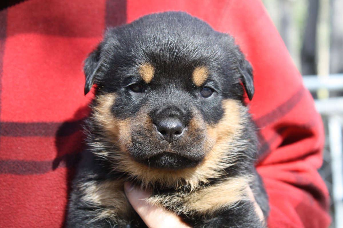 AustinDJordan's tweet photo. How on earth are @RealMcCoyJordan &amp; I suppose to pick which one of these Rottweiler Puppies is going to be @BarkleyJordan17? #TOOcute #puppy https://t.co/mX6PHDQdkX