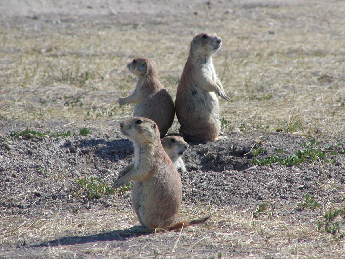#DYK that prairie-dogs with their yips can construct sentences describing what a particular predator looks like! #PowerofCommunication