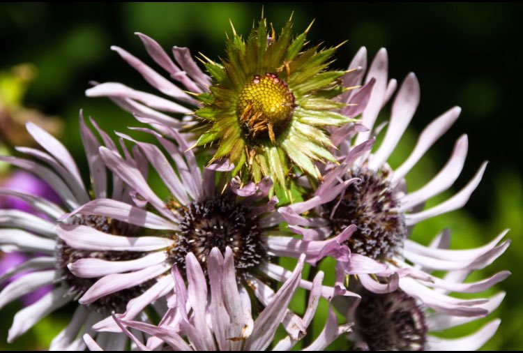 Survival of the fittest, natures challenge. #floral #flower #botanic #botanicalgarden