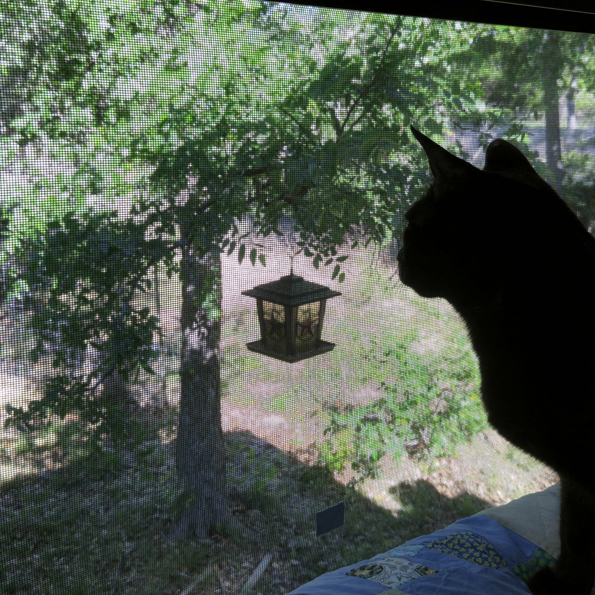 KayakCatShadow's tweet photo. I'm going to get that bird next time!  Happy friday. https://t.co/9UEPzuuI0p