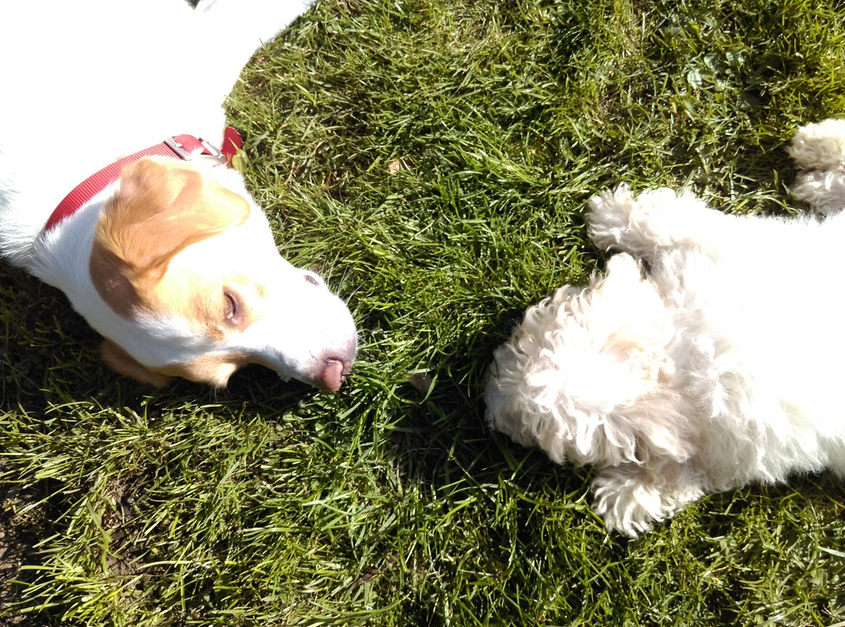 Tray_B_'s tweet photo. Two dogs are better then one 🐕🐕 https://t.co/bNd02QAQpm