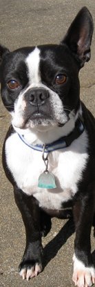 smalldoginfo's tweet photo. https://t.co/iQdKCZDLqb - #Friendly #Frisky #Healthy #Highenergy #Kids #Loving #Affec https://t.co/HvPb8hIILB